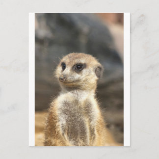 Meercat Briefkaart