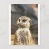 Meercat Briefkaart (Voorkant)