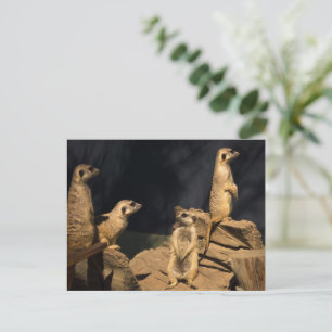 Meercat Briefkaart