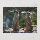Meercat-briefkaart Briefkaart (Voorkant)
