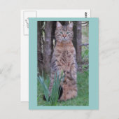 Meercat Cat Briefkaart (Voorkant / Achterkant)