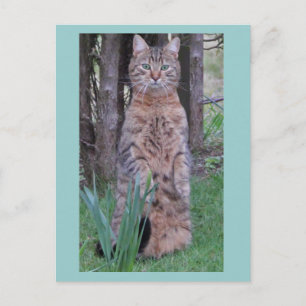 Meercat Cat Briefkaart