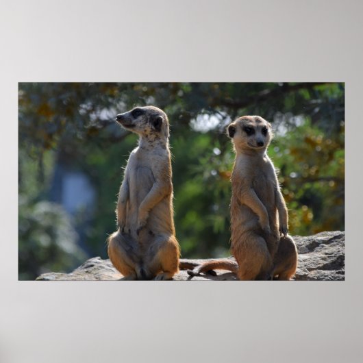 Meercat Poster (Voorkant)