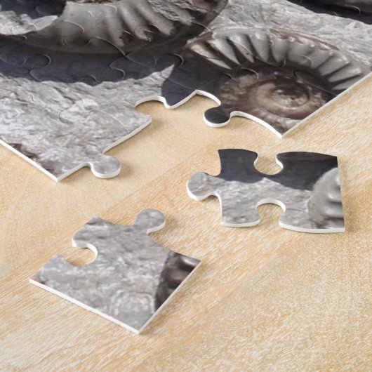 Meerdere fossiele ammonitoren uit de benedenas legpuzzel (Zijkant)