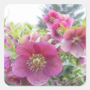 Meerjarige Planten - Paarse Hellebore Vierkante Sticker