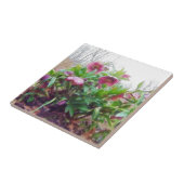 meerjarige Planten van de hellebore in de tuin Tegeltje (Zijkant)