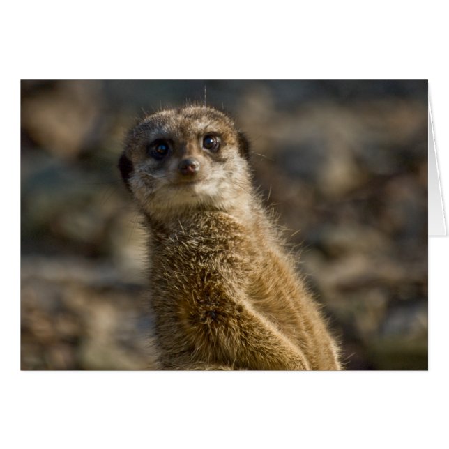 Meerkat (Voorkant Horizontaal)