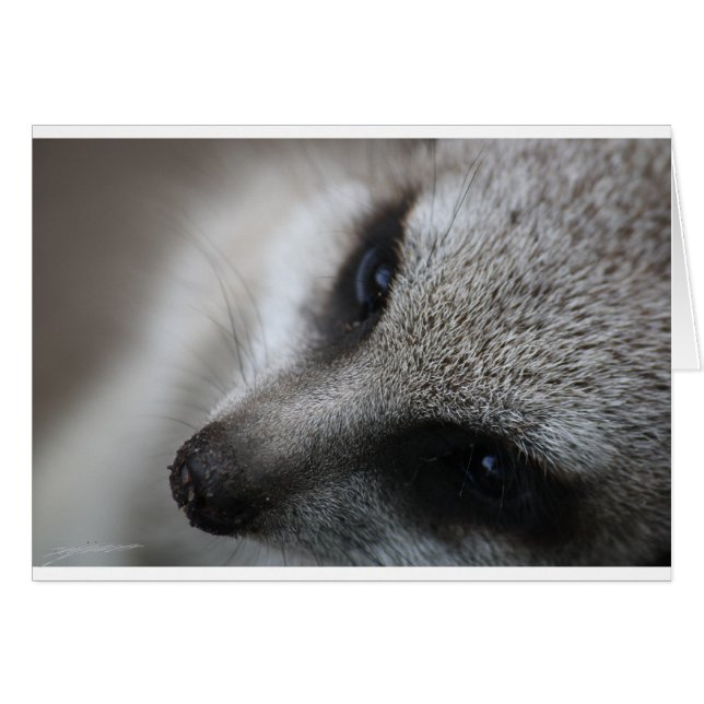 Meerkat (Devant horizontal)