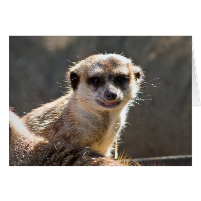Meerkat (Voorkant Horizontaal)