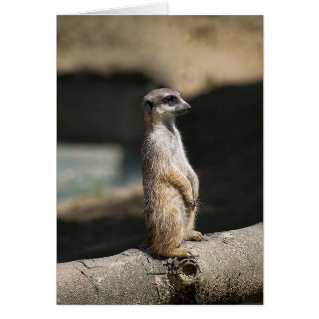 Meerkat (Devant)