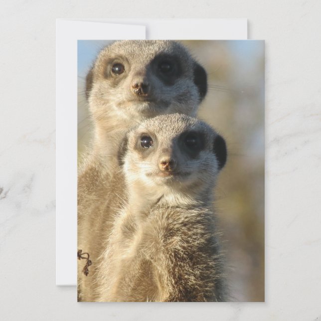 Meerkat (Voorkant)
