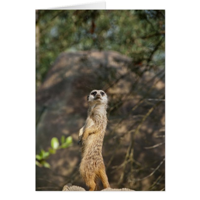 Meerkat (Voorkant)