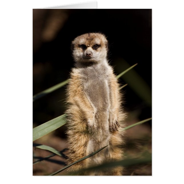 Meerkat (Voorkant)