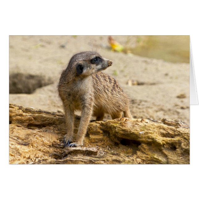 Meerkat (Devant horizontal)
