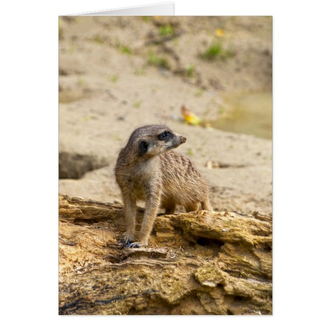 Meerkat (Devant)