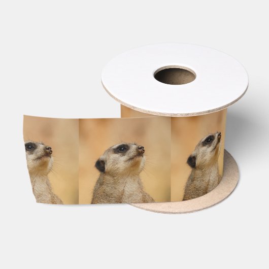 Meerkat20151002 Lint (Spoel)
