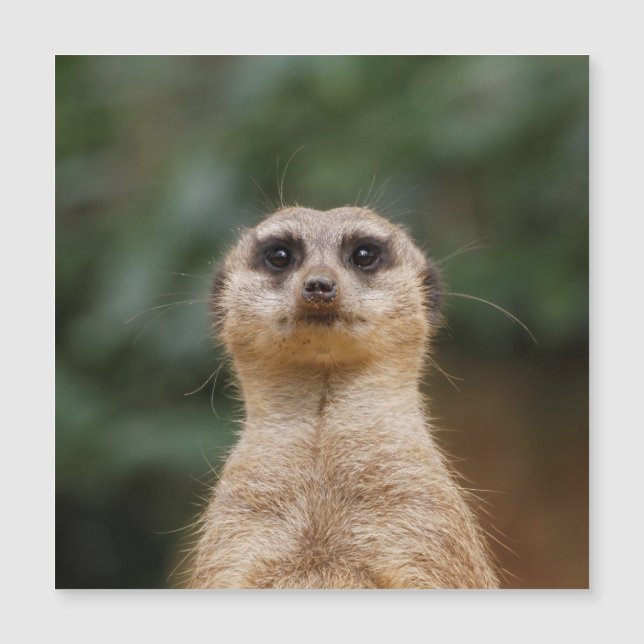 Meerkat 001 (Voorkant)