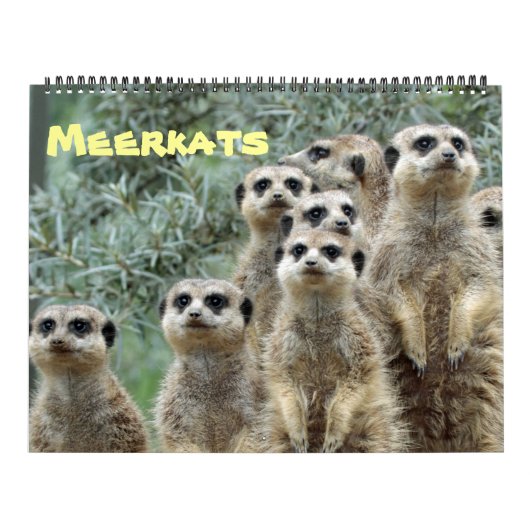 Meerkat 001 kalender (Hoes)