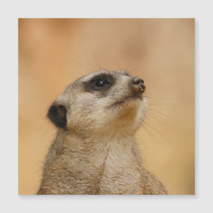 Meerkat 001 van JAMFoto