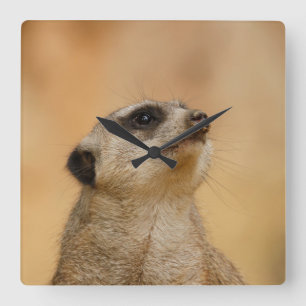 Meerkat 001 van JAMFoto Vierkante Klok