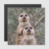 Meerkat 002, ingediend door JAMFoto (Voorkant / Achterkant)