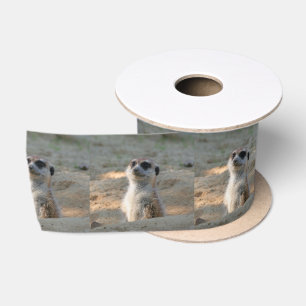 Meerkat 004 lint