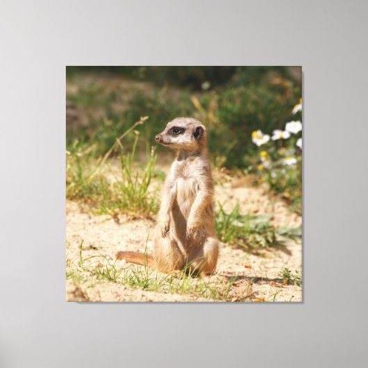 Meerkat_005 Canvas Afdruk (Voorkant)
