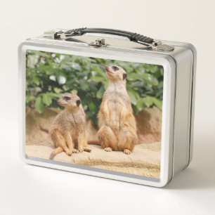 Meerkat 009