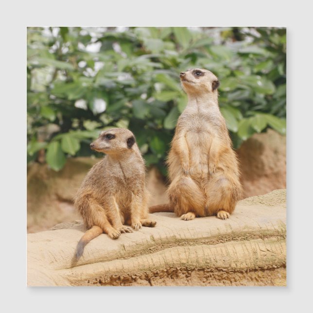 Meerkat 009 (Voorkant)
