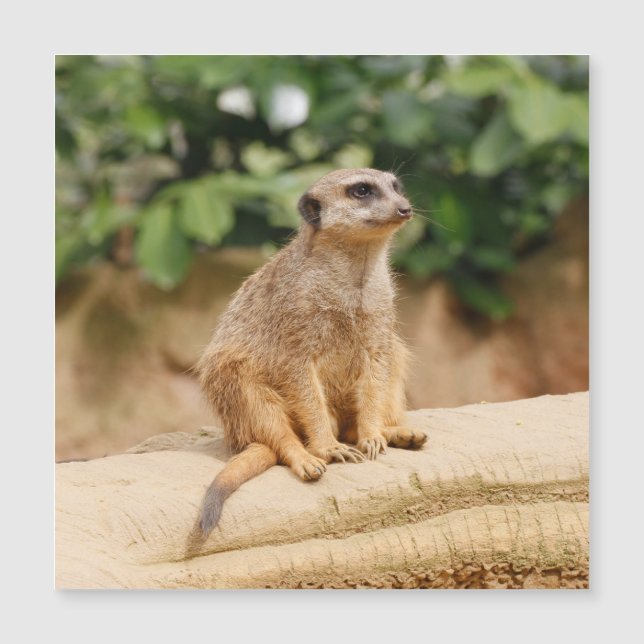 Meerkat 010 (Voorkant)