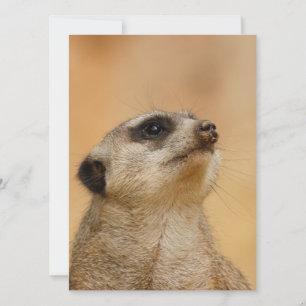 Meerkat 011 feestdagenkaart