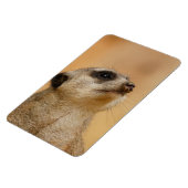 Meerkat 011 magneet (Linkerzijde)