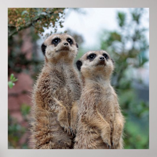 Meerkat 013 poster (Voorkant)