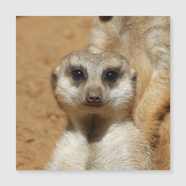 Meerkat 016 (Voorkant)