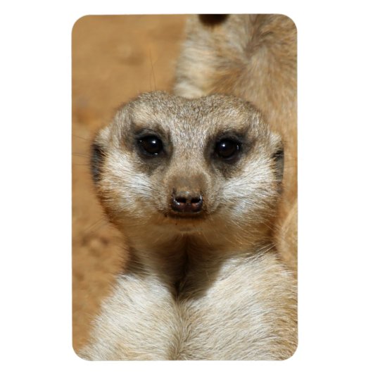 Meerkat 016 magneet (Verticaal)
