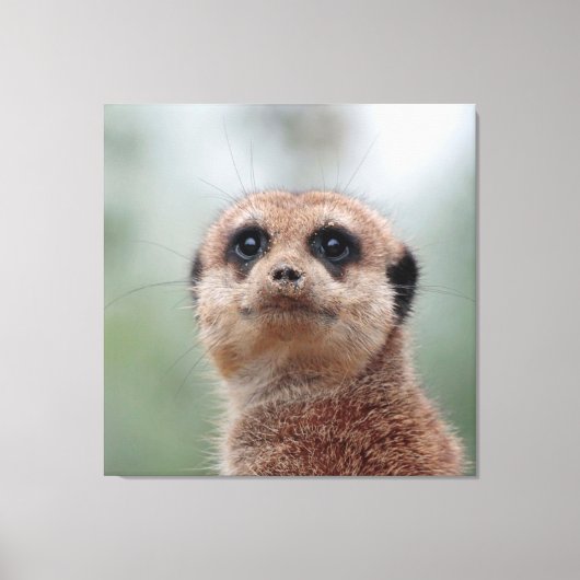 Meerkat 020 canvas afdruk (Voorkant)