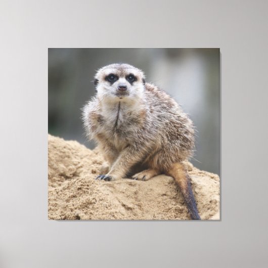 Meerkat 021 canvas afdruk (Voorkant)