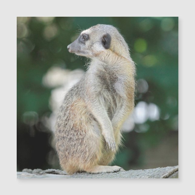 Meerkat 025 (Voorkant)