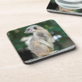 Meerkat 025 bier onderzetter (Linkerzijde)