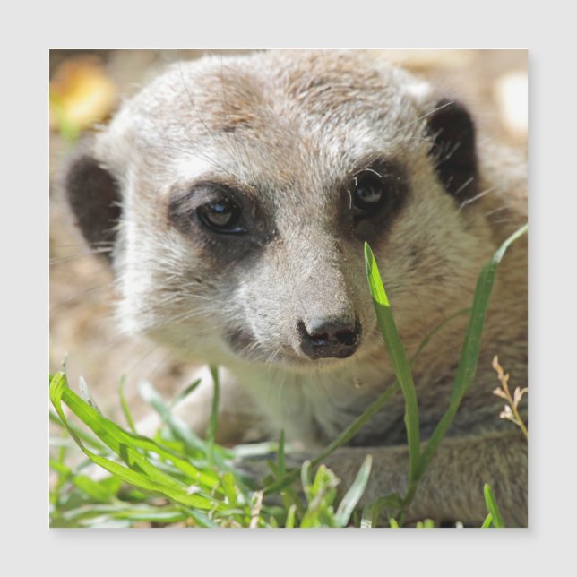 Meerkat 026 (Voorkant)