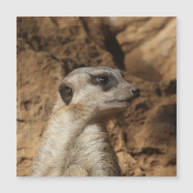 Meerkat 029 (Voorkant)