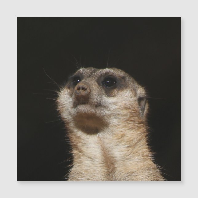 Meerkat 032 (Voorkant)