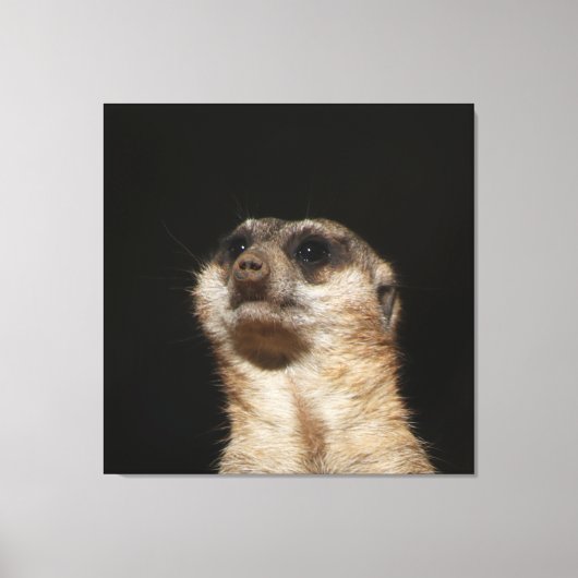 Meerkat 032 canvas afdruk (Voorkant)