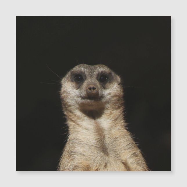 Meerkat 040 (Voorkant)
