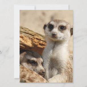 Meerkat 042 feestdagenkaart
