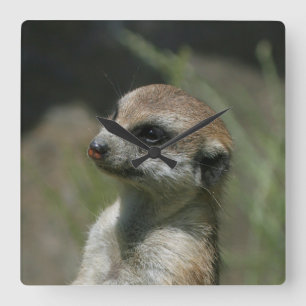 Meerkat 043 vierkante klok