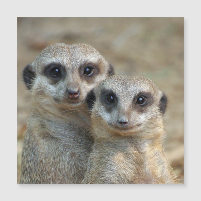 Meerkat 085 (Voorkant)