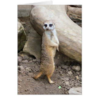Meerkat #1