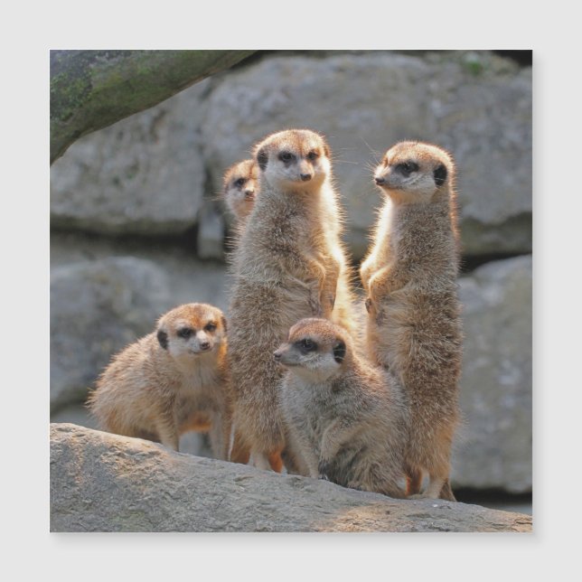 Meerkat 110 (Voorkant)