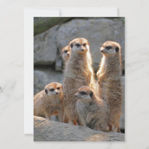 Meerkat 110 feestdagenkaart